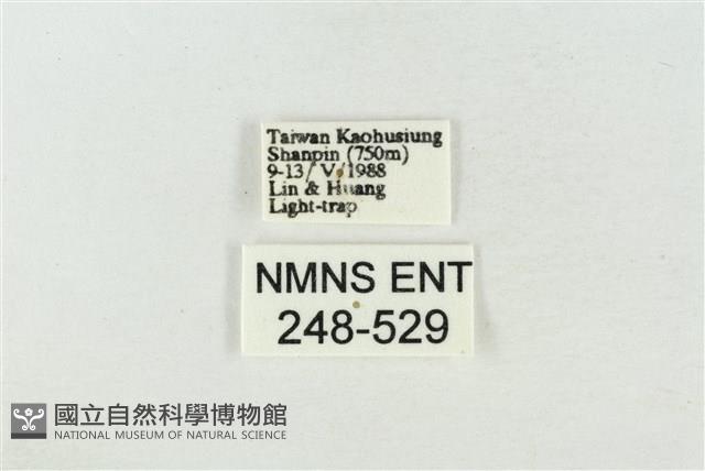 印華波紋蛾藏品圖，第3張