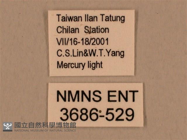 背中白天蛾藏品圖，第3張