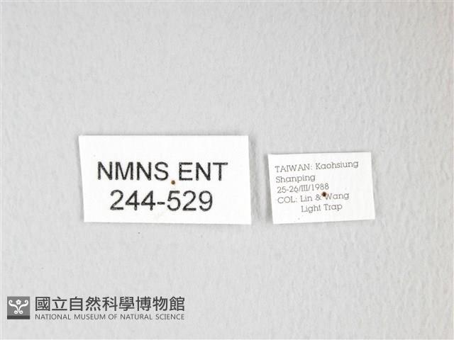 圓翅大鉤蛾藏品圖，第3張