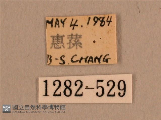 背線天蛾藏品圖，第3張