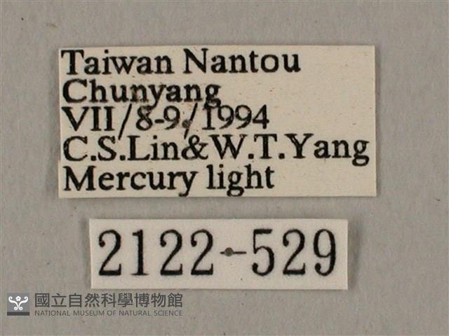 廣東鷹翅天蛾藏品圖，第3張