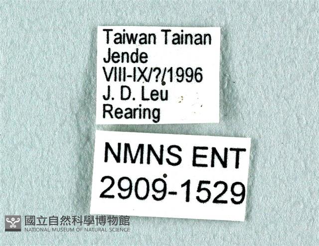 花鳳蝶、無尾鳳蝶藏品圖，第3張