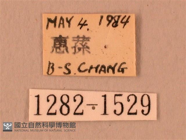 白星天蛾藏品圖，第3張