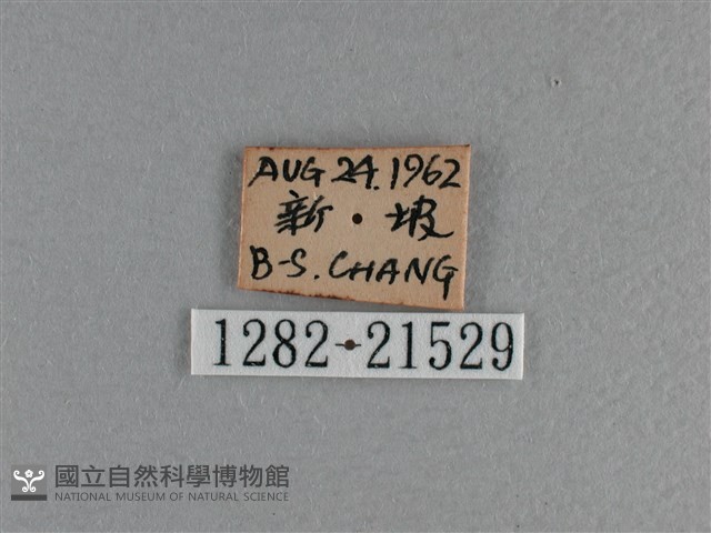 長紋黛眼蝶藏品圖，第3張