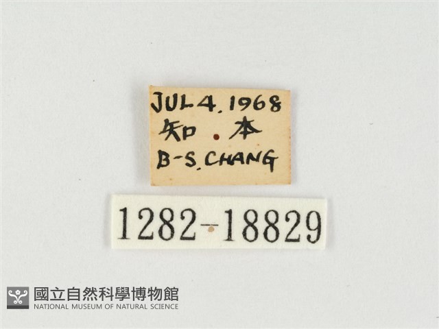 小紫斑蝶藏品圖，第3張