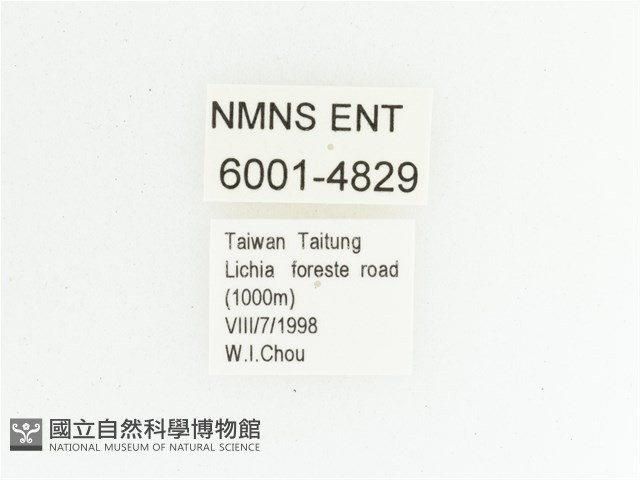 臺灣瘦花金龜藏品圖，第2張