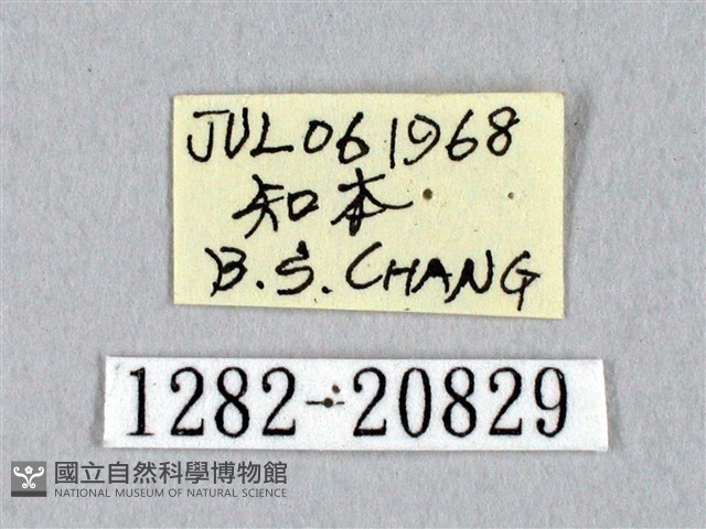 埔里星弄蝶藏品圖，第3張