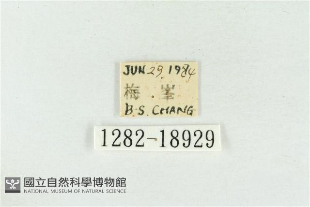 印華波紋蛾藏品圖，第3張