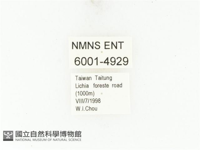 藍艷白點花金龜藏品圖，第2張