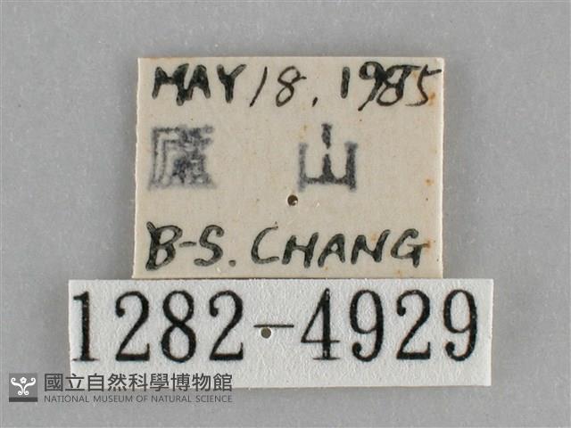 基褐刺蛾藏品圖，第3張