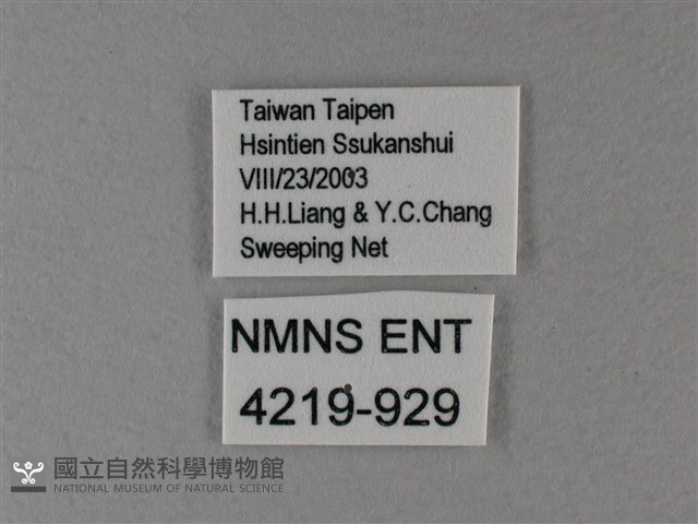 異紋帶蛺蝶藏品圖，第3張