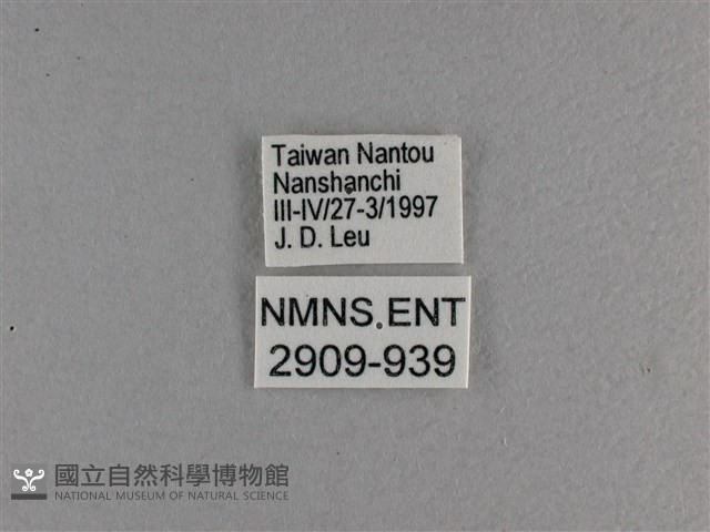 小雙尾蛺蝶藏品圖，第3張