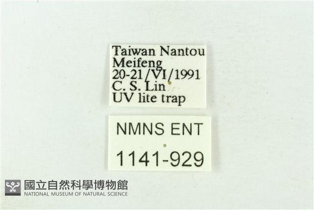 樹形尺蛾藏品圖，第3張