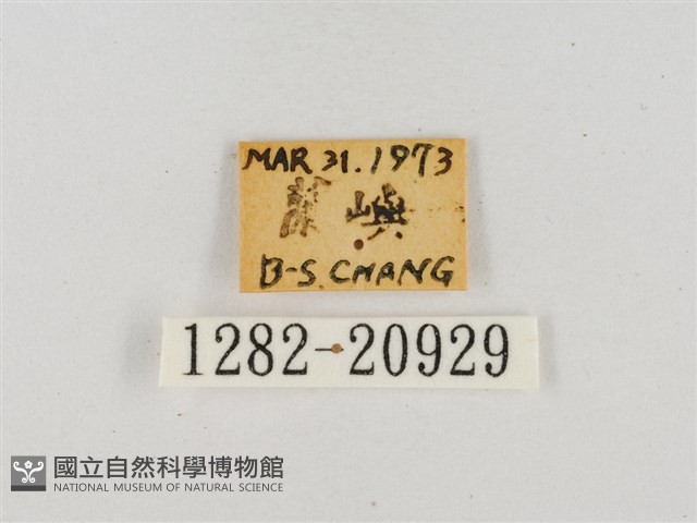 薑弄蝶藏品圖，第3張