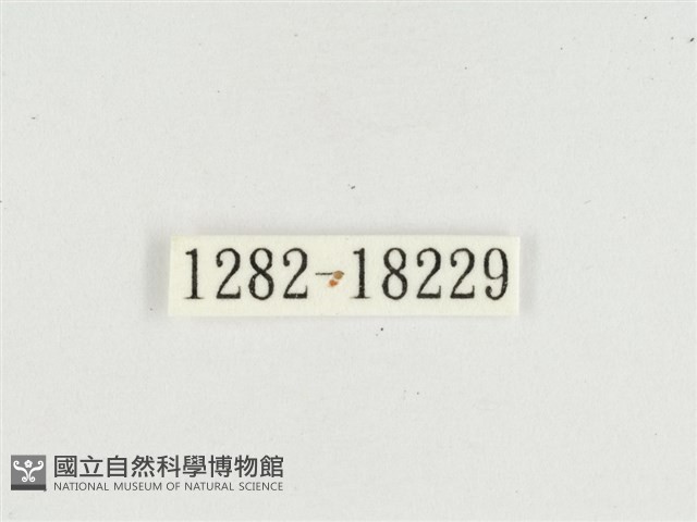 普氏白蛺蝶藏品圖，第3張