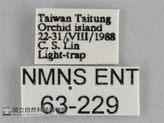 一點擬燈蛾藏品圖，第3張