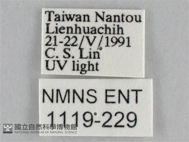 長斑擬燈蛾藏品圖，第3張