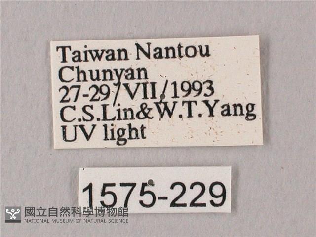 栗六點天蛾藏品圖，第3張