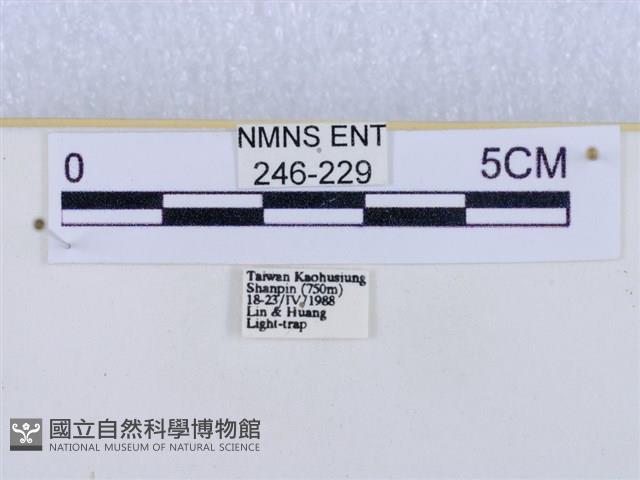 閃光苔蛾藏品圖，第3張