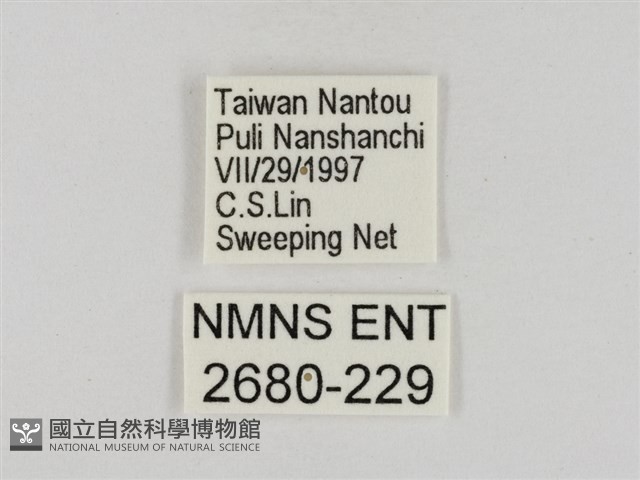 淡褐脈粉蝶藏品圖，第3張