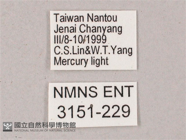 榆綠天蛾藏品圖，第3張