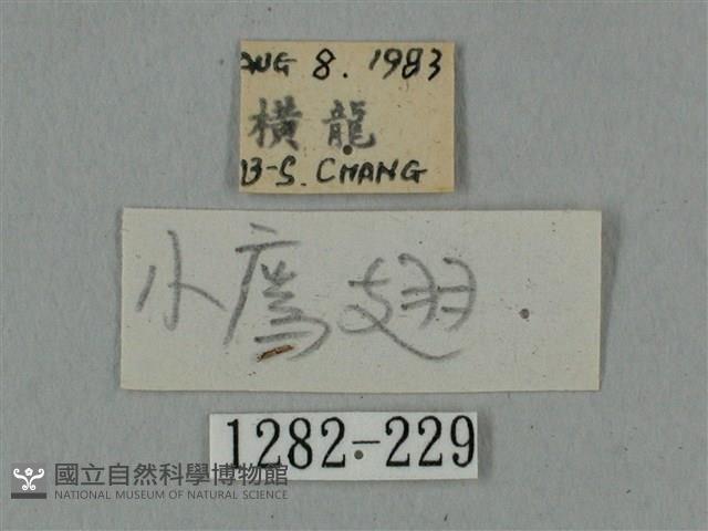 廣東鷹翅天蛾藏品圖，第3張