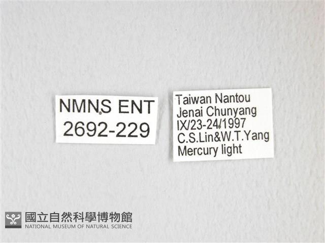 雙黑目天蠶蛾藏品圖，第3張