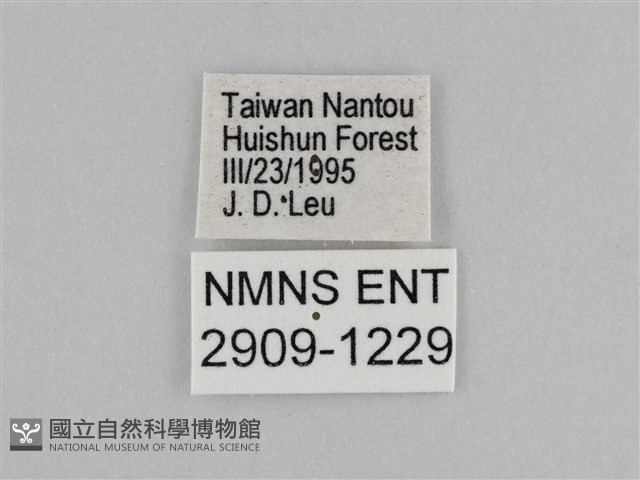 紫帶眉眼蝶藏品圖，第3張
