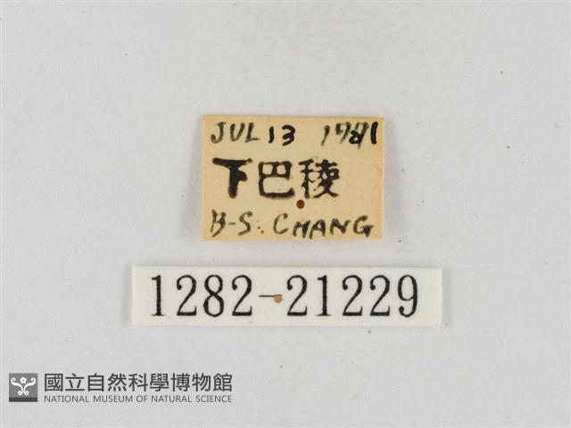 白裙弄蝶藏品圖，第3張