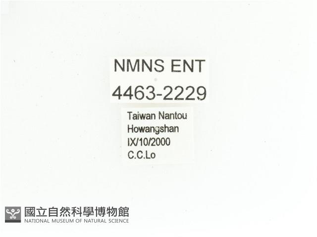 艷金龜藏品圖，第2張