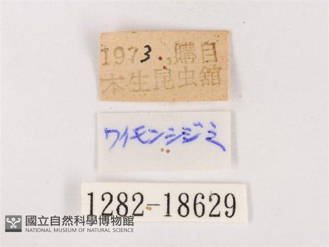 尖灰蝶、叉紋小灰蝶藏品圖，第3張