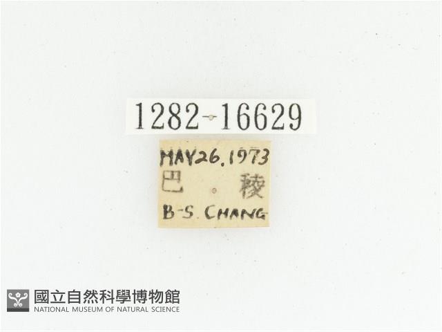 黑斑陷紋金龜藏品圖，第2張