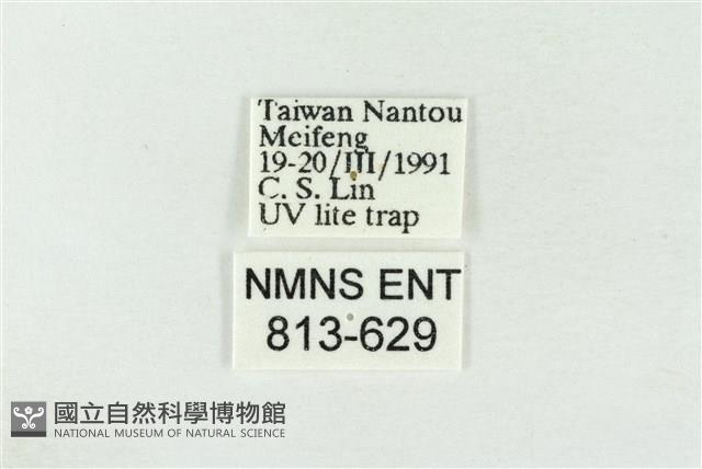 連珠波紋蛾藏品圖，第3張