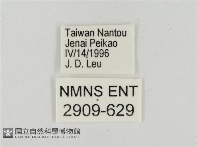 淡褐脈粉蝶藏品圖，第3張