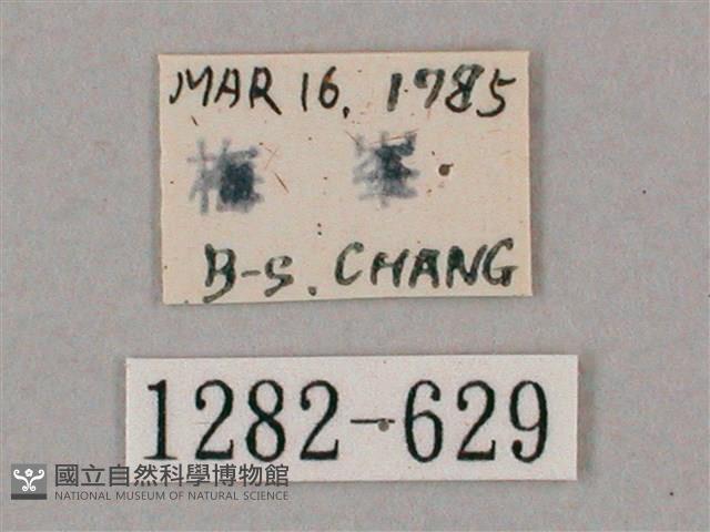 井上氏絨毛天蛾藏品圖，第3張