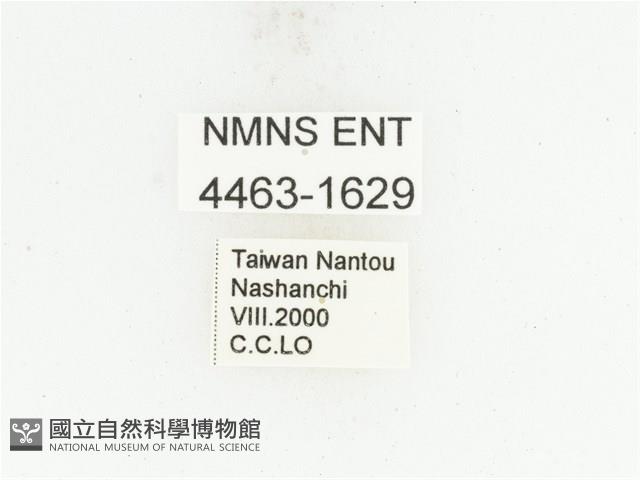 臺灣絨毛花金龜藏品圖，第2張