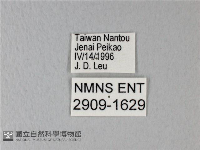 異粉蝶、雌白黃蝶藏品圖，第3張