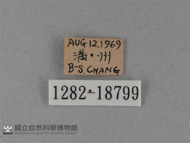 大白斑蝶藏品圖，第3張