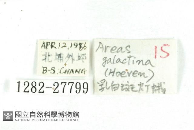 乳白斑燈蛾藏品圖，第3張