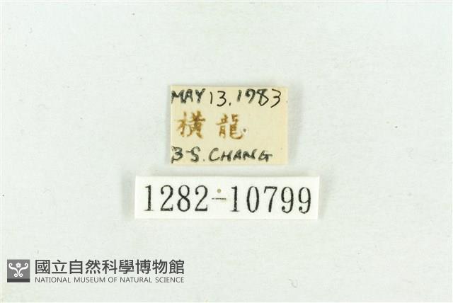 臺灣斑蕊夜蛾藏品圖，第3張