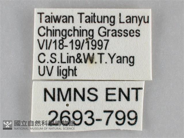 雙黃條天蛾藏品圖，第3張