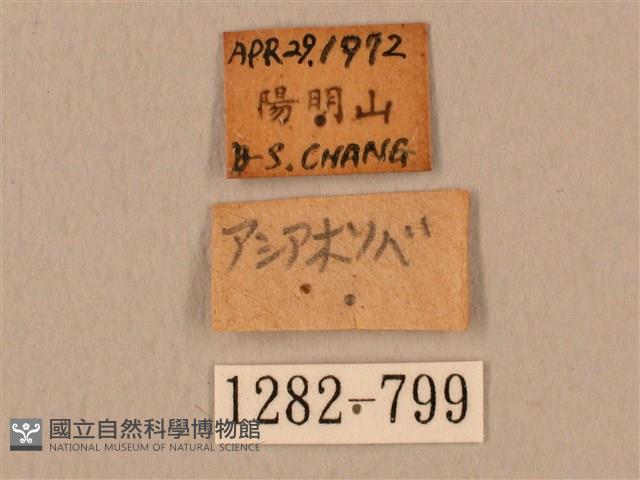 臺灣鷹翅天蛾藏品圖，第3張