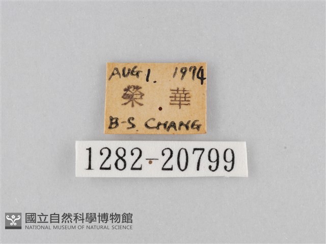 大波眼蝶藏品圖，第3張