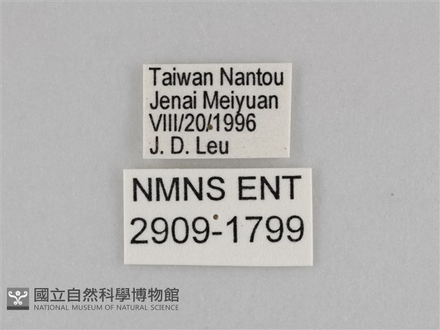 切翅眉眼蝶藏品圖，第3張