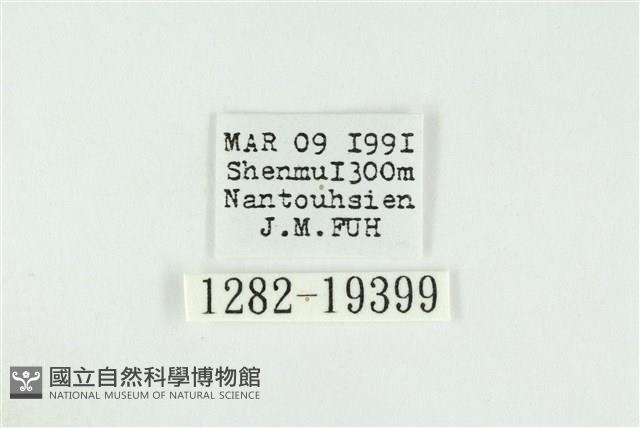 寬紋黃毒蛾藏品圖，第3張