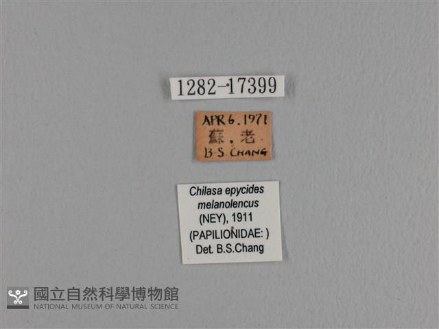 黃星斑鳳蝶藏品圖，第3張