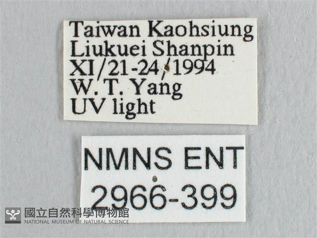 彎黑黃鉤蛾藏品圖，第3張