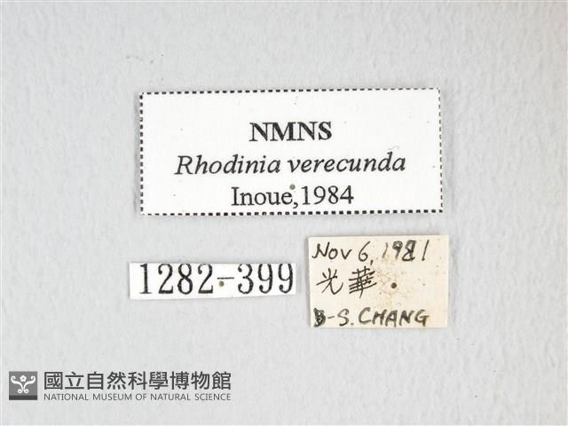 銀目天蠶蛾藏品圖，第3張