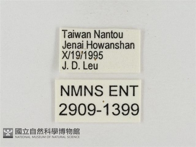 菩提赭弄蝶藏品圖，第3張