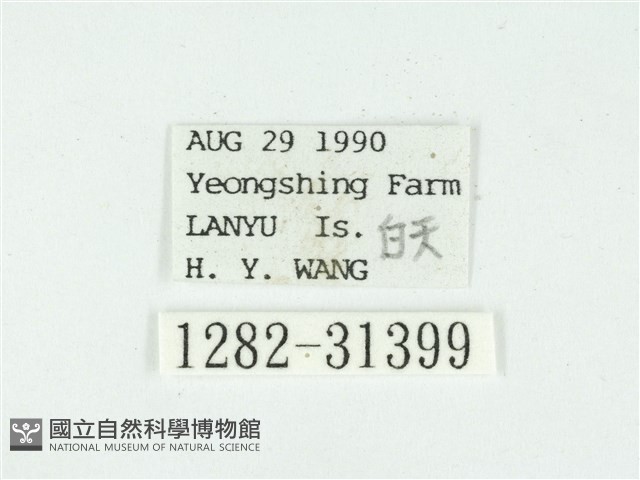 叉紋閃舞蛾藏品圖，第3張